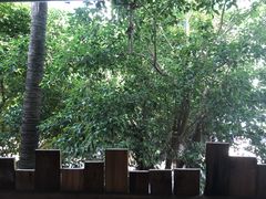 -Rainforest