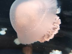 -欢乐海岸海洋奇梦馆