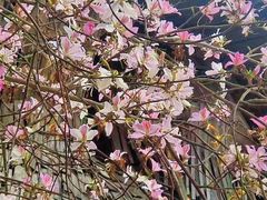 -红山村