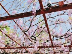 -嘉定紫藤园