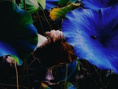 -莲花池公园