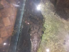 -迪拜水族馆及水下动物园