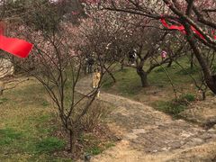 -无锡梅园公园