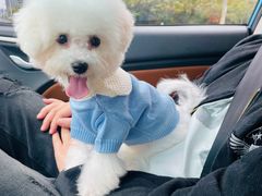 -翊宠yipet猫狗购宠庄园犬舍•猫舍