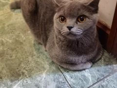 -北京观赏动物医院·24小时大型综合·猫专科·异宠专科