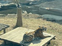 -大连森林动物园