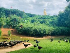 -西双版纳勐泐文化旅游区