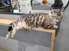 -Cappucimeow猫咪咖啡馆(韦伯时代店)