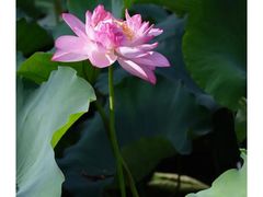 -绍兴鉴湖君澜大酒店