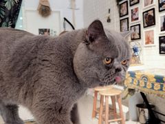 -平行世界·猫咖(首经贸店)