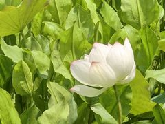-洪湖家庭农场·团建·露营·会议