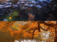 -金塔沙漠胡杨林景区