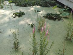 -莲湖公园