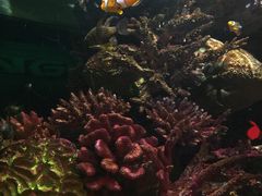 -暹罗海洋世界