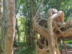 -中国科学院西双版纳热带植物园