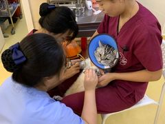 -芭比堂动物医院·犬猫全科·异宠专科(雁塔分院)