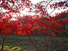 -昆山城市生态森林公园