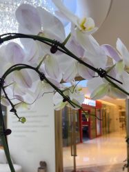 -JUVA欧华医美连锁