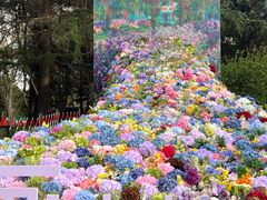 -上海共青森林公园