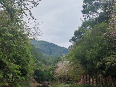 -广州白江湖森林公园