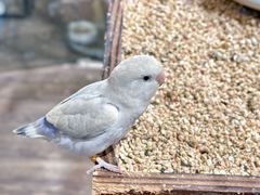 -吉丁鸟咖·异宠·寄养