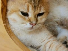 -猫和宫(六道口店)