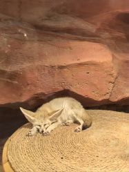 -Zoolung Zoolung动物主题公园(海信广场店)