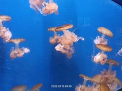 -烟台海昌鲸鲨海洋公园