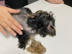 -伟伟宠物医院·CT影像中心·瑞派犬猫综合性门诊(汉口总院)