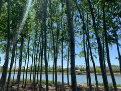 -大兴滨河森林公园