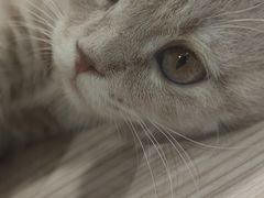 -屋虎猫馆(宝安大仟里店)