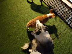 -浣熊柯尔鸭土拨鼠·电玩咖