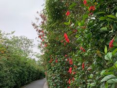 -华侨城湿地公园
