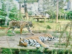 -常州淹城野生动物世界