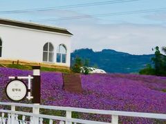 -紫颐香薰山谷景区