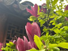 -上海醉白池公园