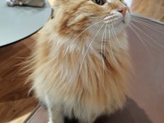 -MOCHA明星猫咖(田子坊店)