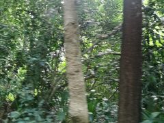 -西双版纳原始森林公园