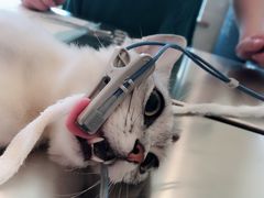 -瑞鹏宠物医院·骨外科·心肾科·肿瘤科(九亭店)