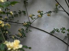 -耦园