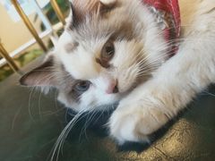 -喵喵咪呀布偶猫咖(春熙路店)