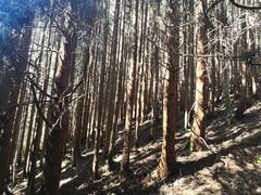 -武陵山森林公园