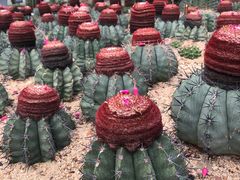 -深圳仙湖植物园
