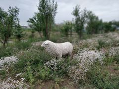 -敕勒川草原文化旅游区