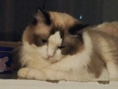 -菊上料理(蜀山银泰百货店)