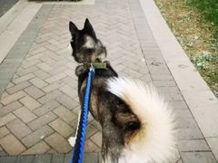 -安安宠医宠物医院·异宠·犬猫内科(岳阳分院)