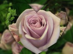 -静岸花卉园艺(三星坊店)