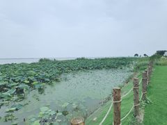 -七的湖·晚芳亭·阳澄湖农家菜·大闸蟹(莲花岛店)