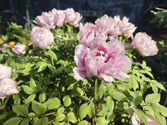 -花之城