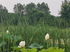 -东郊湿地公园